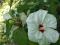 Hibiskus bylinowy Old Yella ______________sadzonki