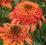 Echinacea Secret Lust_jeżówka_zeszłoroczna KWITNIE