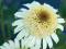Echinacea Secret Pride_jeżówka_ P11_zeszłoroczna