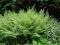 wietlica samicza paproć piękna sadzonka 2L