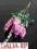 LAWENDA x10 różowa Super dekor HIT