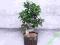 Ficus Microcarpa Ginseng Bonsai 70 cm HYDROPONIKA