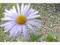 Aster belgijski