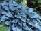 HOSTA FUNKIA 'HALCYON'
