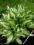 HOSTA FUNKIA UNDULATA - 'Mediovariegata'