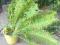 Paproc PIOROPUSZNIK STRUSI ogromna ogrodowa PROMO!