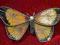 BROSZKA   -  MOTYL  (HAND  MADE)