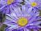 Aster Alpinus Goliath - na sklaniak i rabaty