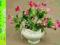 PETUNIA SURFINIA róż waza rustykalna z uszami 710