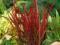 Imperata cylindrica RED BARON czerwona trawa