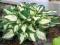 FUNKIA HOSTA Pathfinder - sadzonki w doniczkach!!!