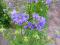 Wielosił błękitny (Polemonium caeruleum) sadzonki