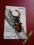 Czechy  Beetle Lucanus cervus