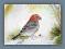 Łuskowiec - akwarela A4 ptaki  Gal.Astry
