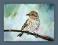 Czyż sosnowy I -akwarela 24x32 ptaki  Gal.Astry