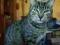 kot - BASIA- bura kotka po sterylizacji-Kocia Mama