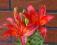 LILIA AZJATYCKA MATRIX LILIUM HYBRIDUM