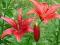 LILIA AZJATYCKA MONTE NEGRO LILIUM HYBRIDUM
