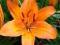 LILIA AZJATYCKA ORANGE PIXIE LILIUM HYBRIDUM