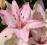 LILIA AZJATYCKA PETIT PINK LILIUM HYBRIDUM