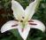 LILIA ORIENTALNA FREE CHOICE LILIUM ORIENTAL