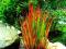 Czerwona trawa Imperata 'Red Baron' - duże rośliny