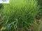 trawa ozdobna MISCANTHUS ZEBRINUS-sadzonka