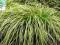 trawy ozdobne Carex Gold Fountain-SADZONKA-NOWOŚĆ
