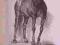 KOŃ rysunek ołówkiem, SYGNOWANY, format A4