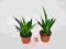 Sansevieria sanseveria KIRKII FRIENDS