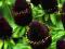 Niezwykła ,rzadka CZARNA RUDBEKIA sadzonka