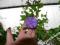 Solanum Rantonetti Szafirowa burza kwitnąca
