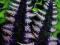 Fioletowo srebrzysta paprooć Athyrium URSULA'S RED