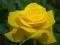 RÓŻA WIELKOKWIATOWA LANDORA czaruje... /ŻÓŁTA