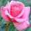 RÓŻA WIELKOKWIATOWA CARINA zachwycająca /RÓŻOWA