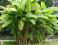 Powiew tropiku__Bananowiec Musa BASJOO__sadzonki !
