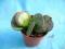 Kaktusy Adromischus maculata don5,5cm