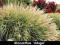 Miscanthus sinensis 'Adagio' - Miskant chiński !!!