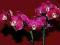 Phalaenopsis, phalenopsis, kwitnący, storczyk