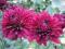 Chryzantema gruntowa ' PURPLE '' -   róża,malwa