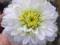 Chryzantema gruntowa 'WITE GREEN 'róża,liliowiec