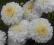 Chryzantema gruntowa ' Blanca''  tawuła