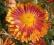 Chryzantema zimująca ,Diana ' - róża,hosta Nowość