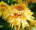Chryzantema zimująca ,,Golden Gate,  trytomia,irys