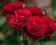 acm RÓŻA RABATOWA LAVAGLUT CIEMNOCZERWONA AKSAMITN