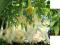 Brugmansia versicolor 'ANGELS' LONG JOHN' DATURA