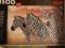 Puzzle 1500 TREFL animal ZEBRY