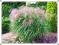 MISCANTHUS SINENSIS MISKANT CHIŃSKI