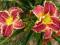 LILIOWIEC, LILIOWCE, HEMEROCALLIS STARTLE