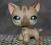 Littlest Pet Shop KOT szary shorthair #468 UNIKAT